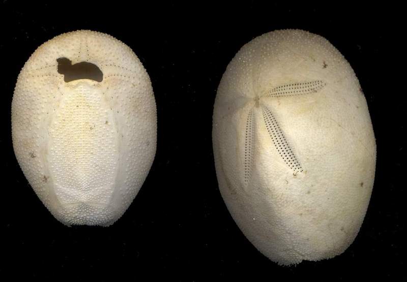 Brissus unicolor e Schizobrachiella sanguinea
